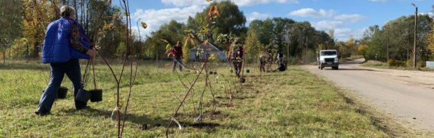 Новая живая изгородь